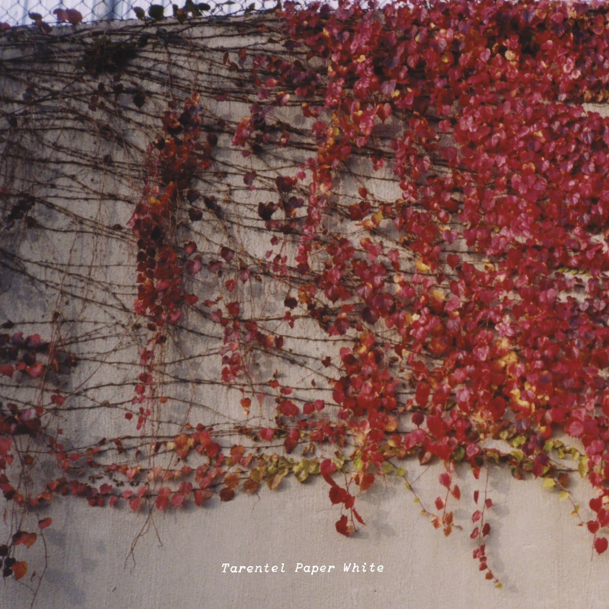 Paper White - Temporary Residence Ltd